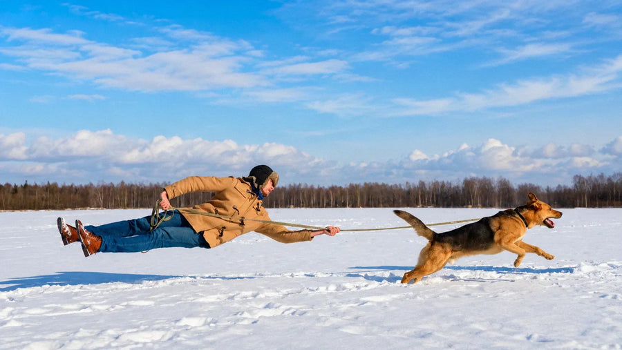 Dog pulling hard on a leash while owner braces against the force during a neighborhood walk.