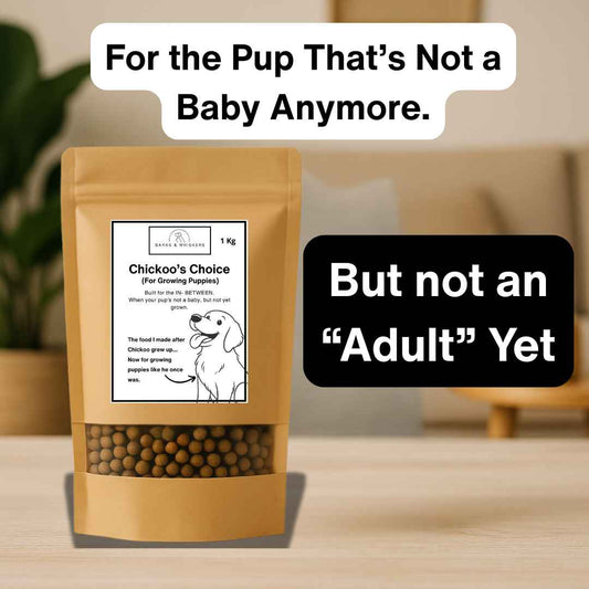 Chickoo's Choice(Grower Puppy)