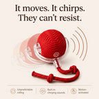 Pounce™ Self-Rolling Ball