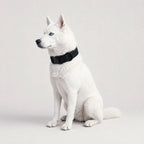 LockPoint™ Collar
