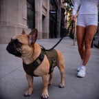 Forge™ Tactical Harness