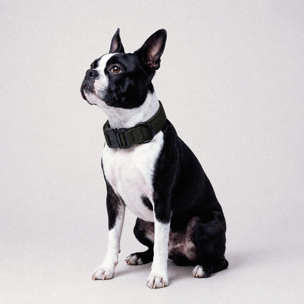 LockPoint™ Collar