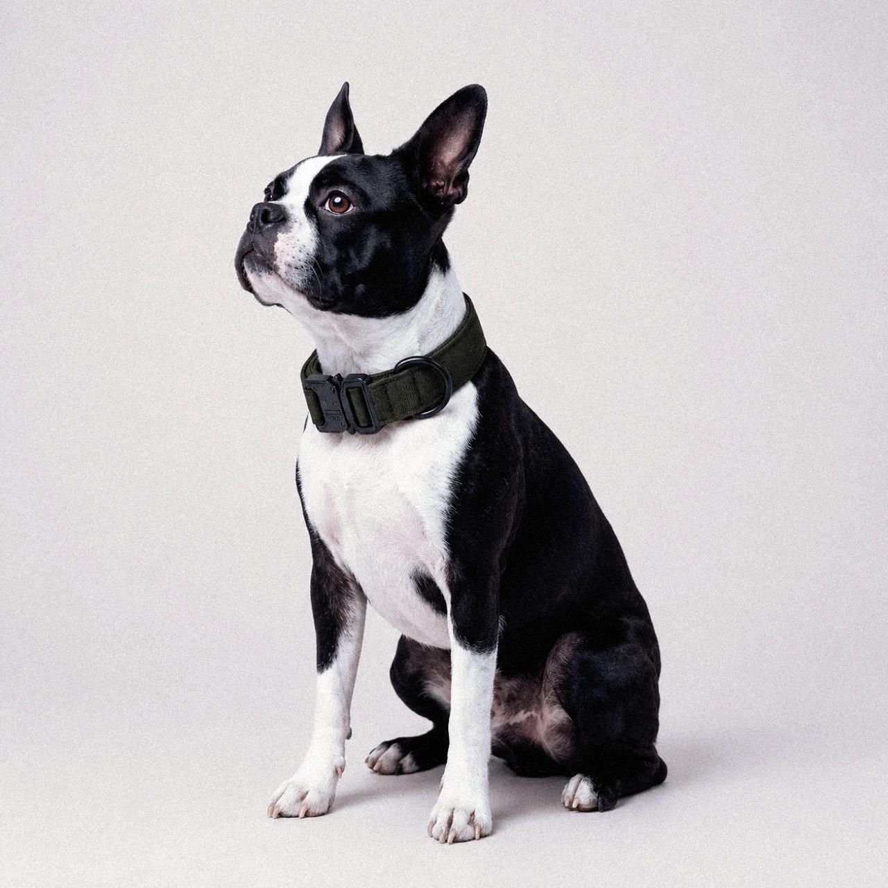 LockPoint™ Collar
