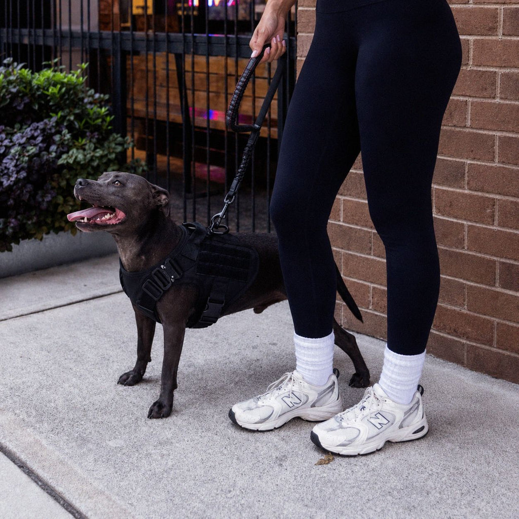 Person in black leggings and white sneakers walking a black dog on a leash against a brick wall.